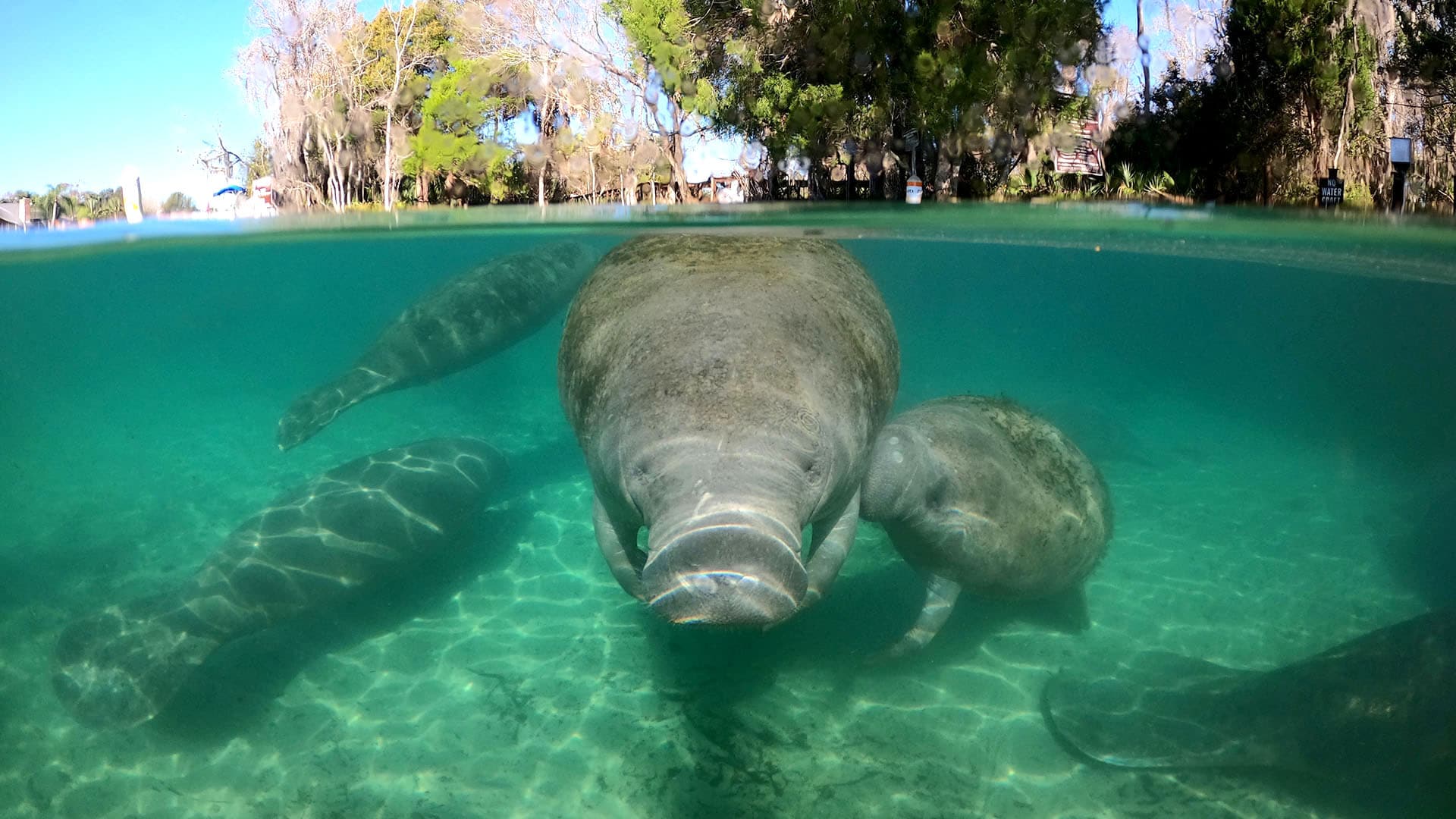 How and Where to Swim with Manatees in Florida 