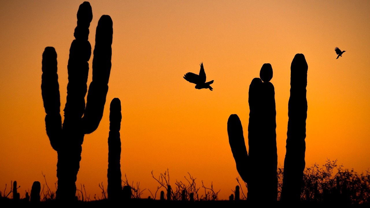 A great horned owl flies off one of the many Mexican cardón cacti near Loreto.
