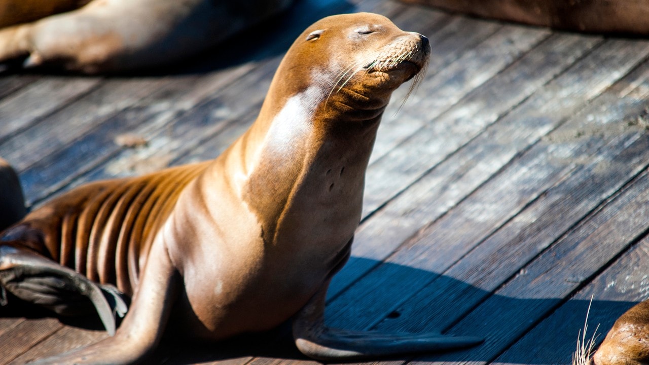 A sea lion bathes in sunlight at San Francisco's Pier 39. 