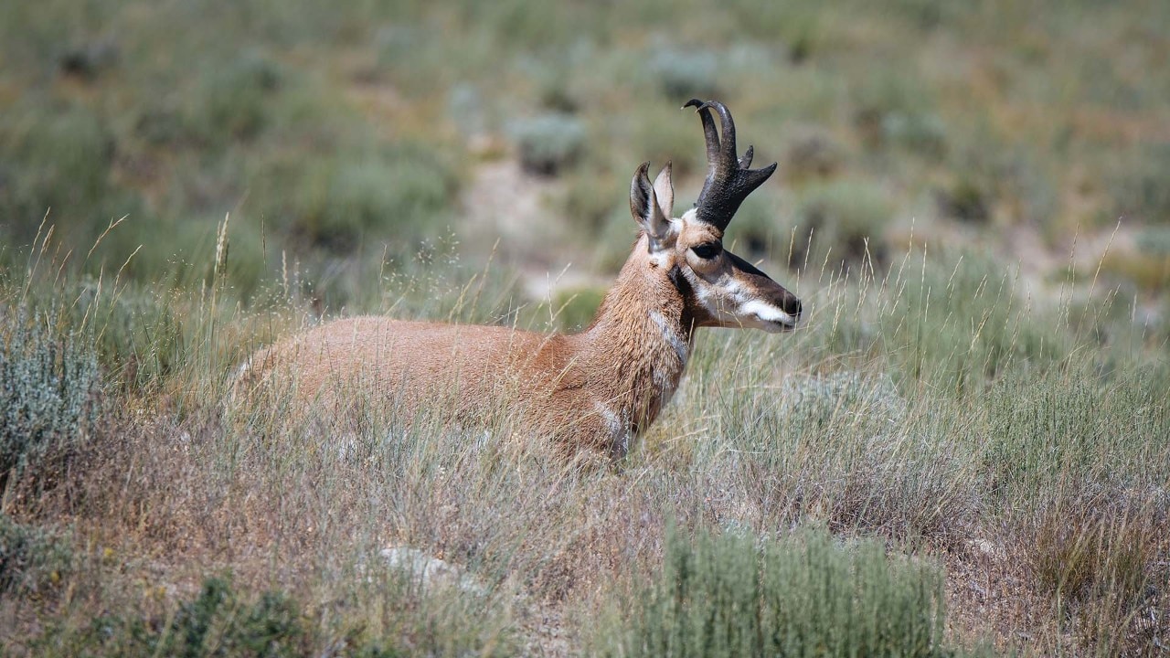 Antelope live in the open sagebrush plains of southern Wyoming. 