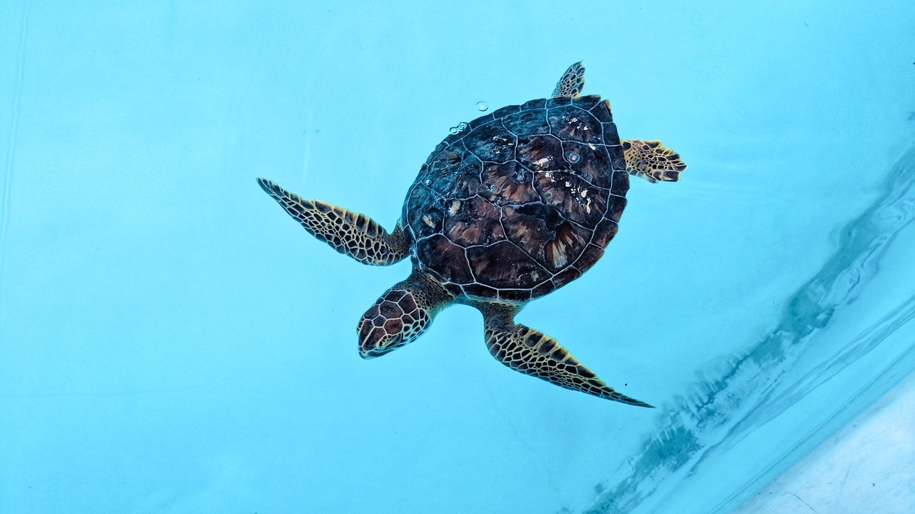 An endangered sea turtle swims at the Turtle Hospital in Marathon, Florida.
