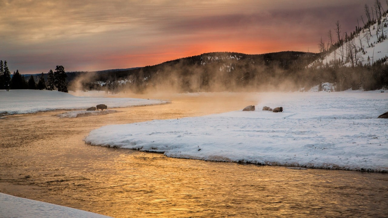 Bison gather at the Madison River during sunrise. Photo by Derek Jerrell