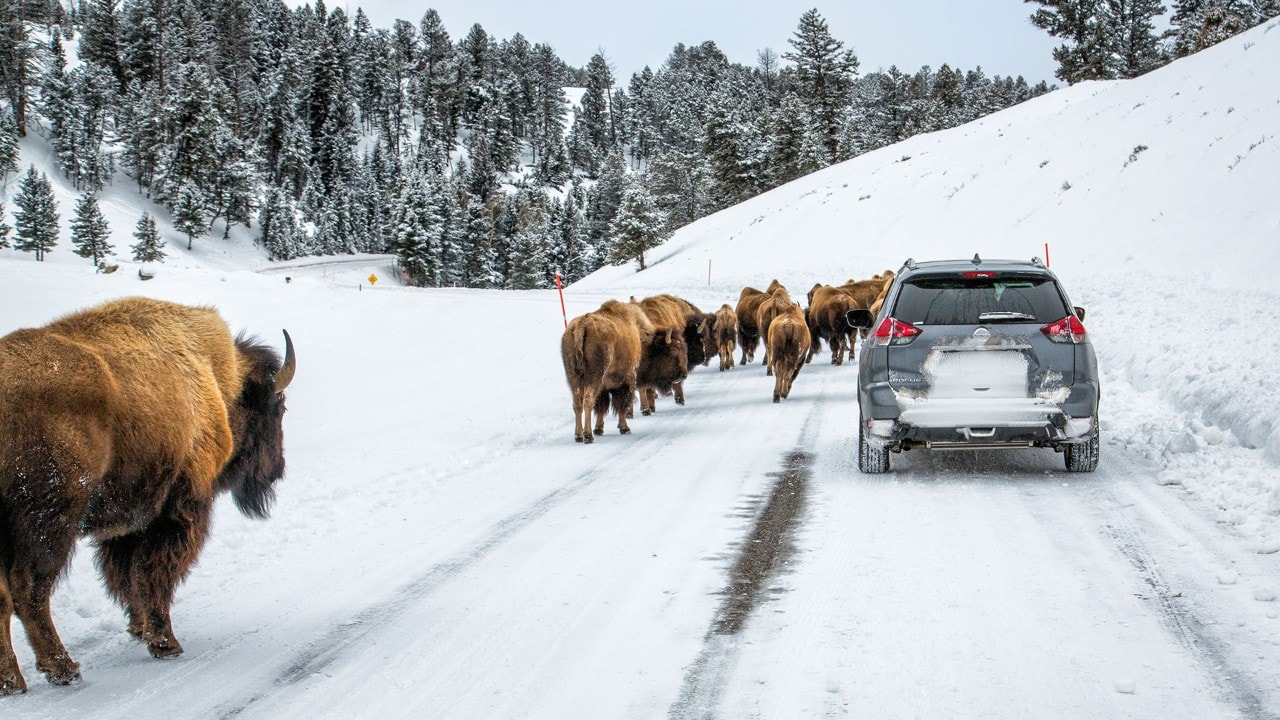 Bison walk along a road in Yellowstone National Park. Photo by Derek Jerrell