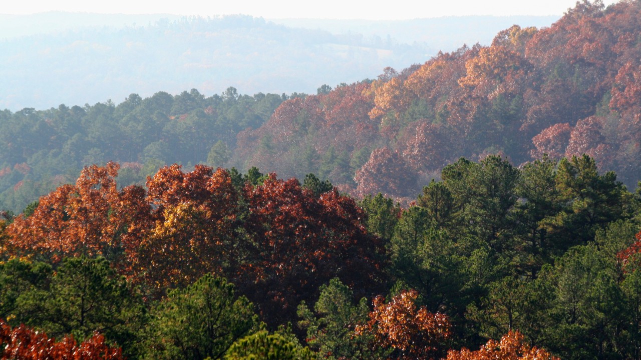 The mixed forest of hardwoods and pines provides a mosaic of autumn colors in the Current River Valley.