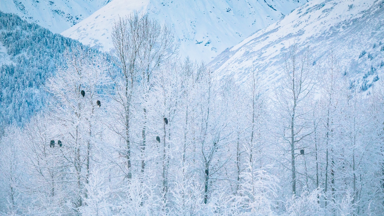 Bald eagles perch in snow-covered trees on the banks of the Chilkat River.