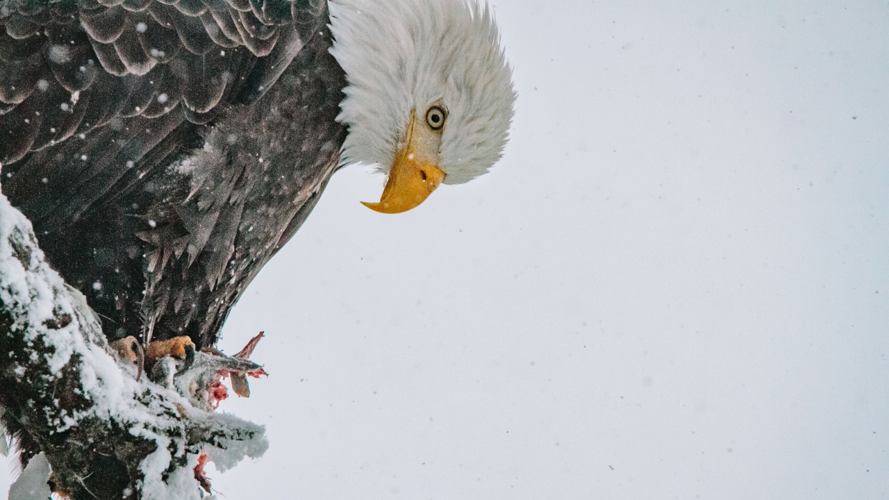 The Alaska Chilkat Bald Eagle Preserve is a popular feeding ground due to its abundant salmon.