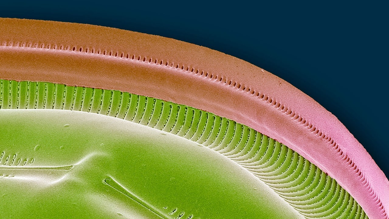 Biograss en un microscopio