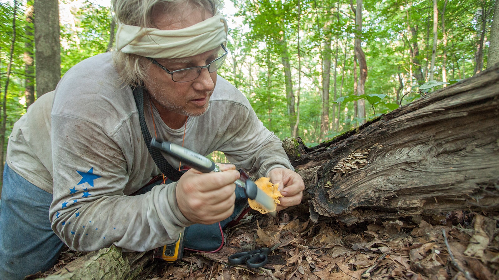 Mushroom Hunting in Indiana Pursuits with Enterprise Enterprise