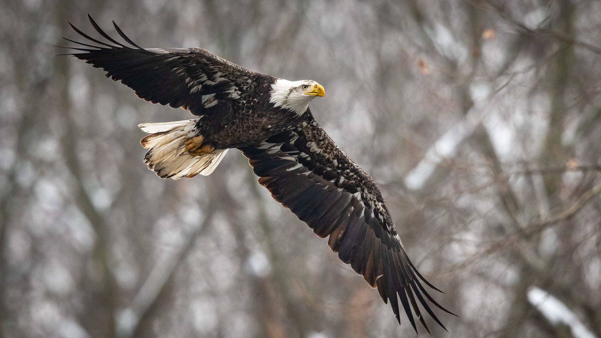 Eagles Fly In Texas