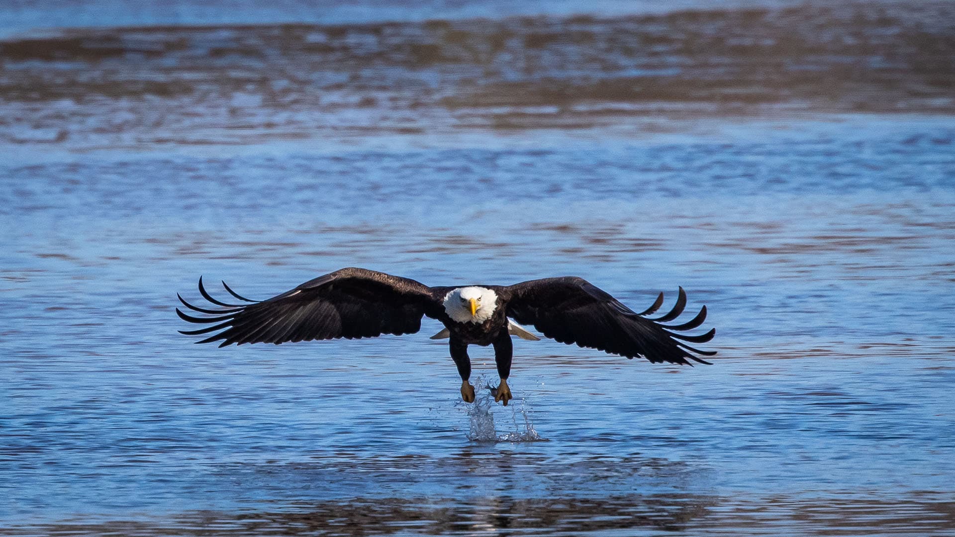 Best Places to See Bald Eagles in the Midwest - Pursuits with