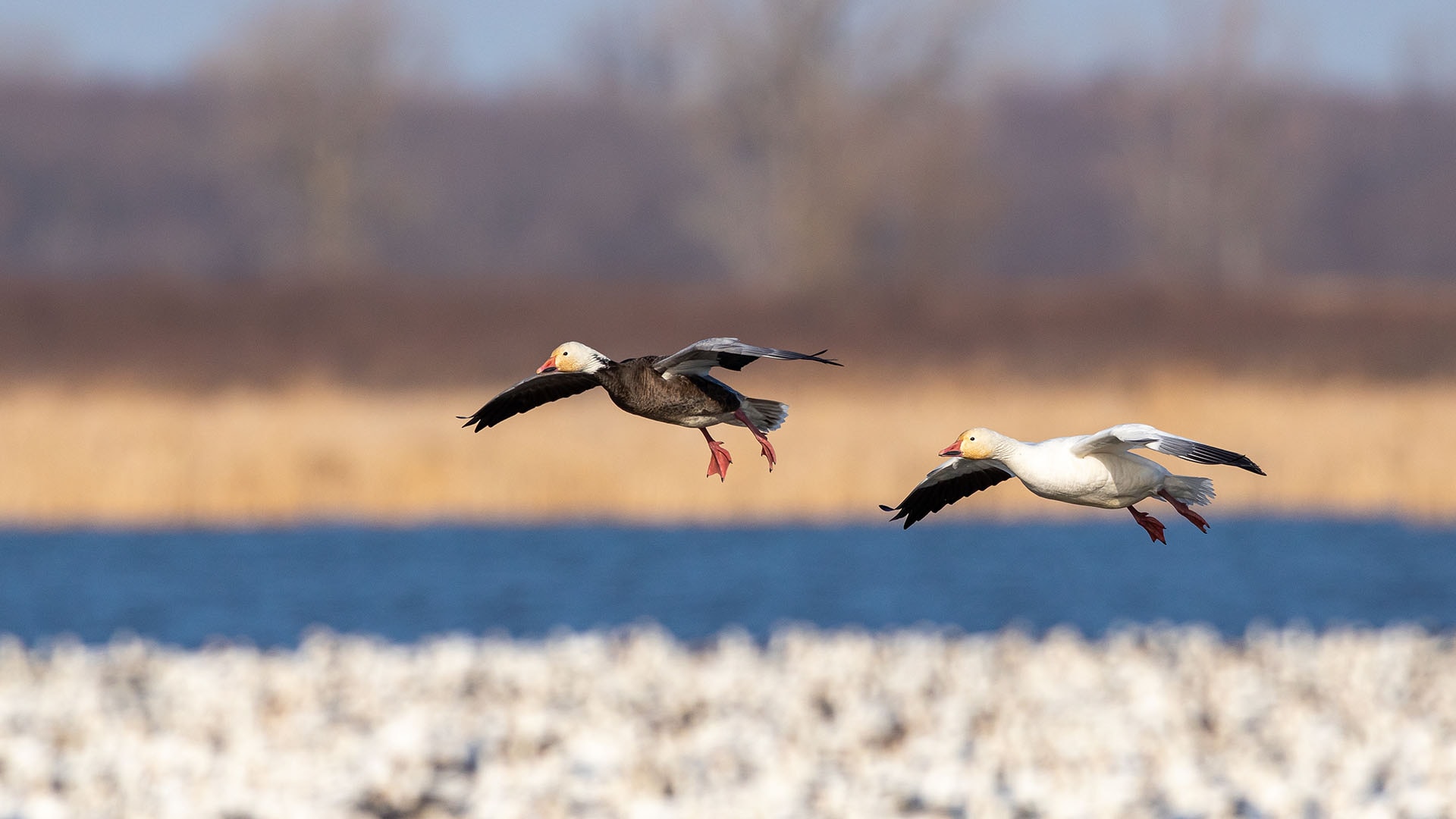 Best Places to See Bald Eagles in the Midwest - Pursuits with