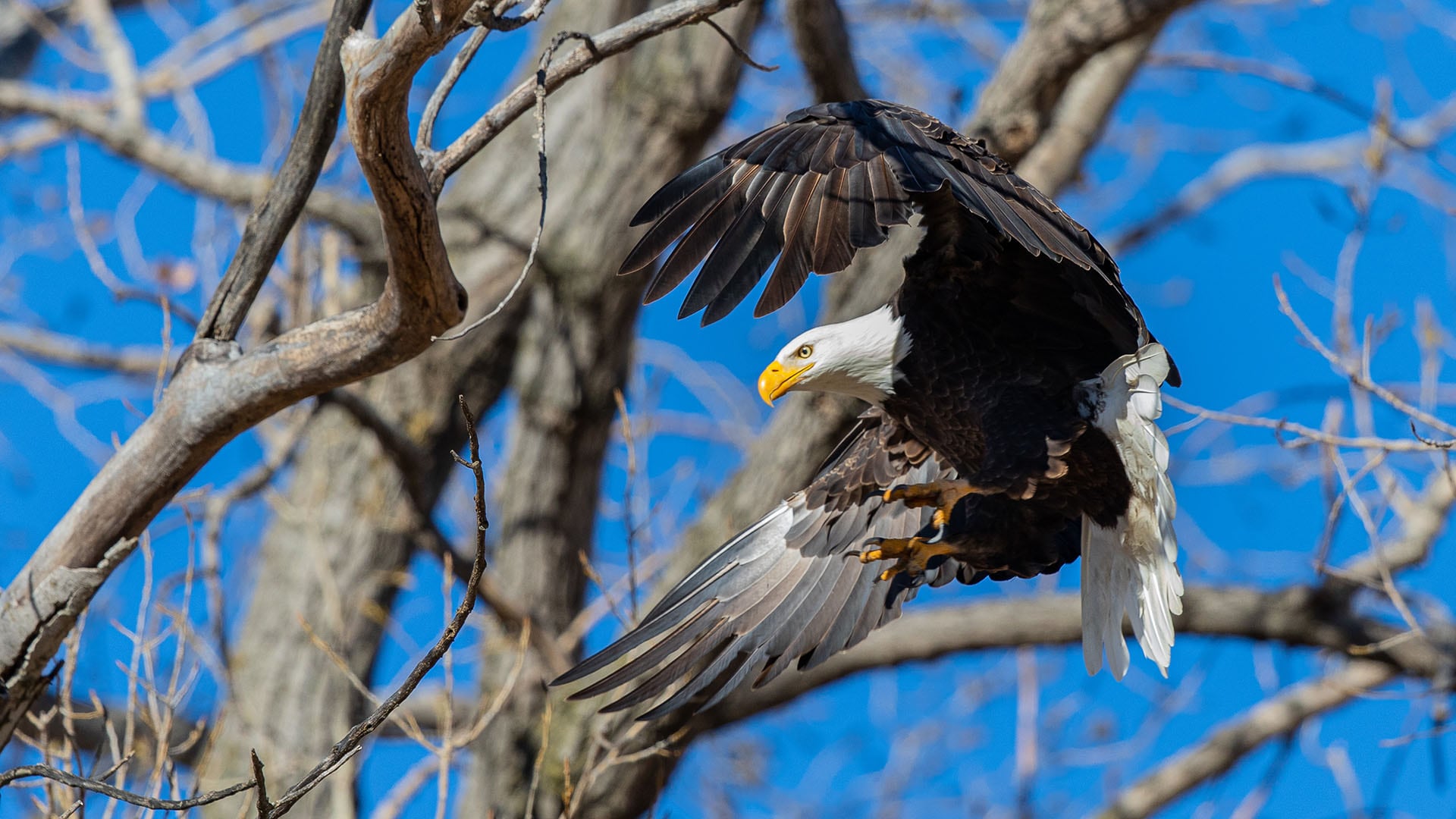 Best Places to See Bald Eagles in the Midwest - Pursuits with