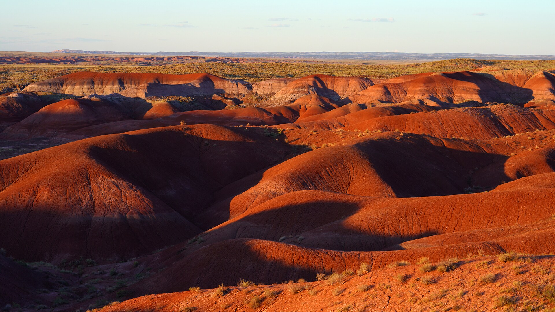 Tales of the Flowers: Petrified Forest National Park Pt 1