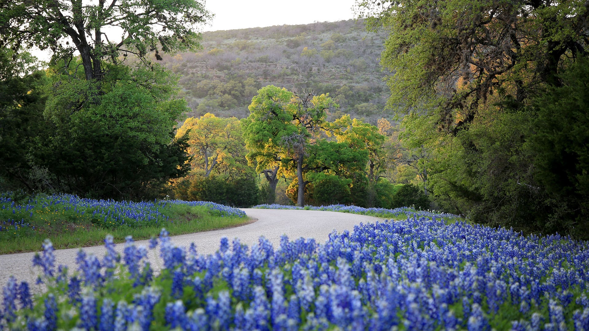 Road Trip To See Texas Bluebonnets - Pursuits With Enterprise ...