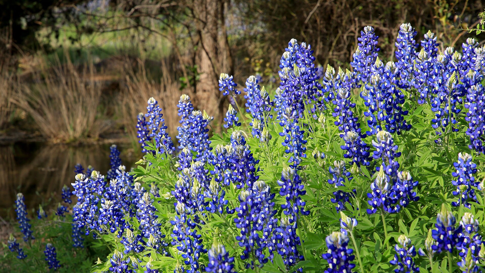 Road Trip To See Texas Bluebonnets - Pursuits With Enterprise ...