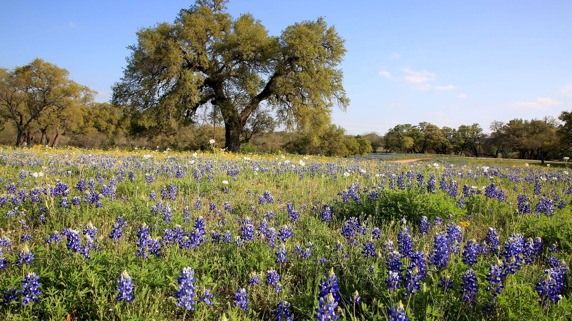 Road Trip to See Texas Bluebonnets - Pursuits with Enterprise ...