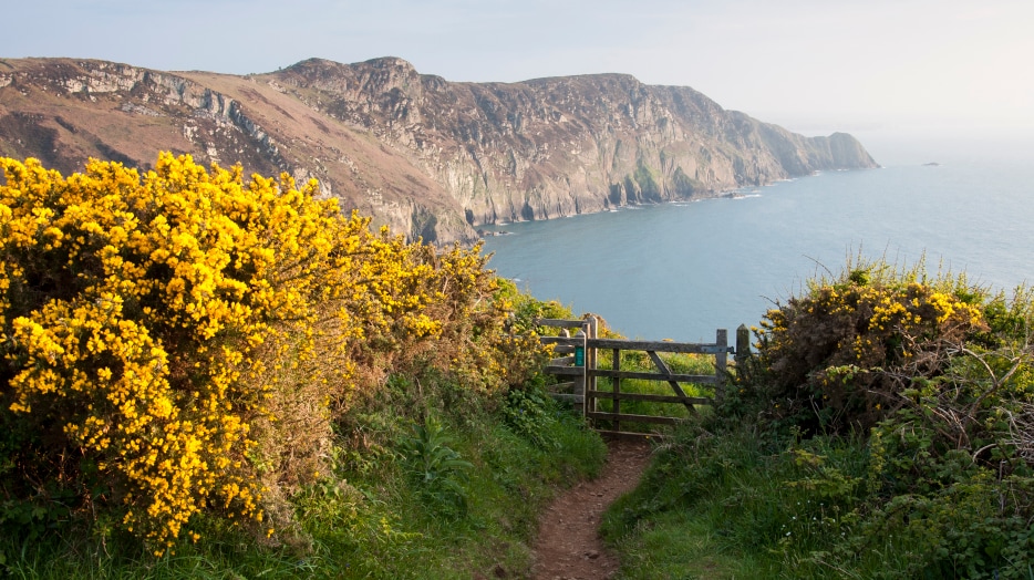 Coastal path near the Youth Hostel at Pwll Deri in Pembrokeshire. Yellow gorse in full bloom. Path leading to gate with view of cliffs and sea in afternoon sunlight.