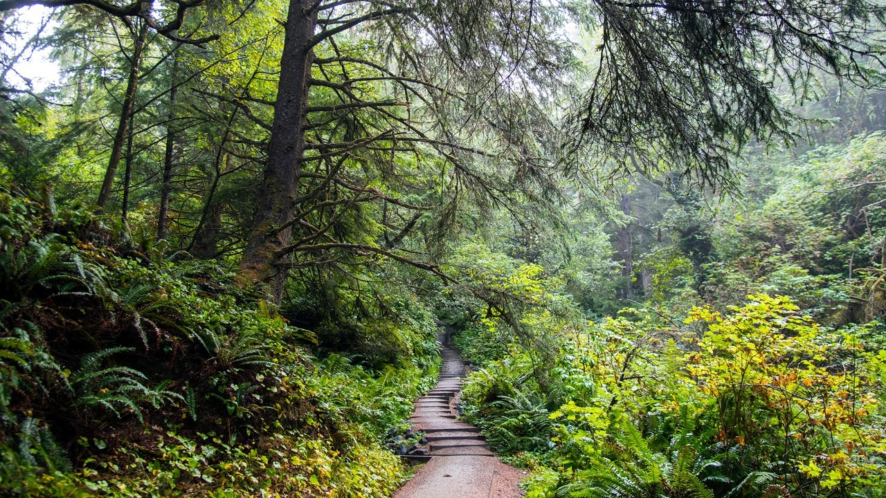 Visitors to Beach Four near Forks, Washington, enjoy this tranquil path before reaching the ocean. 