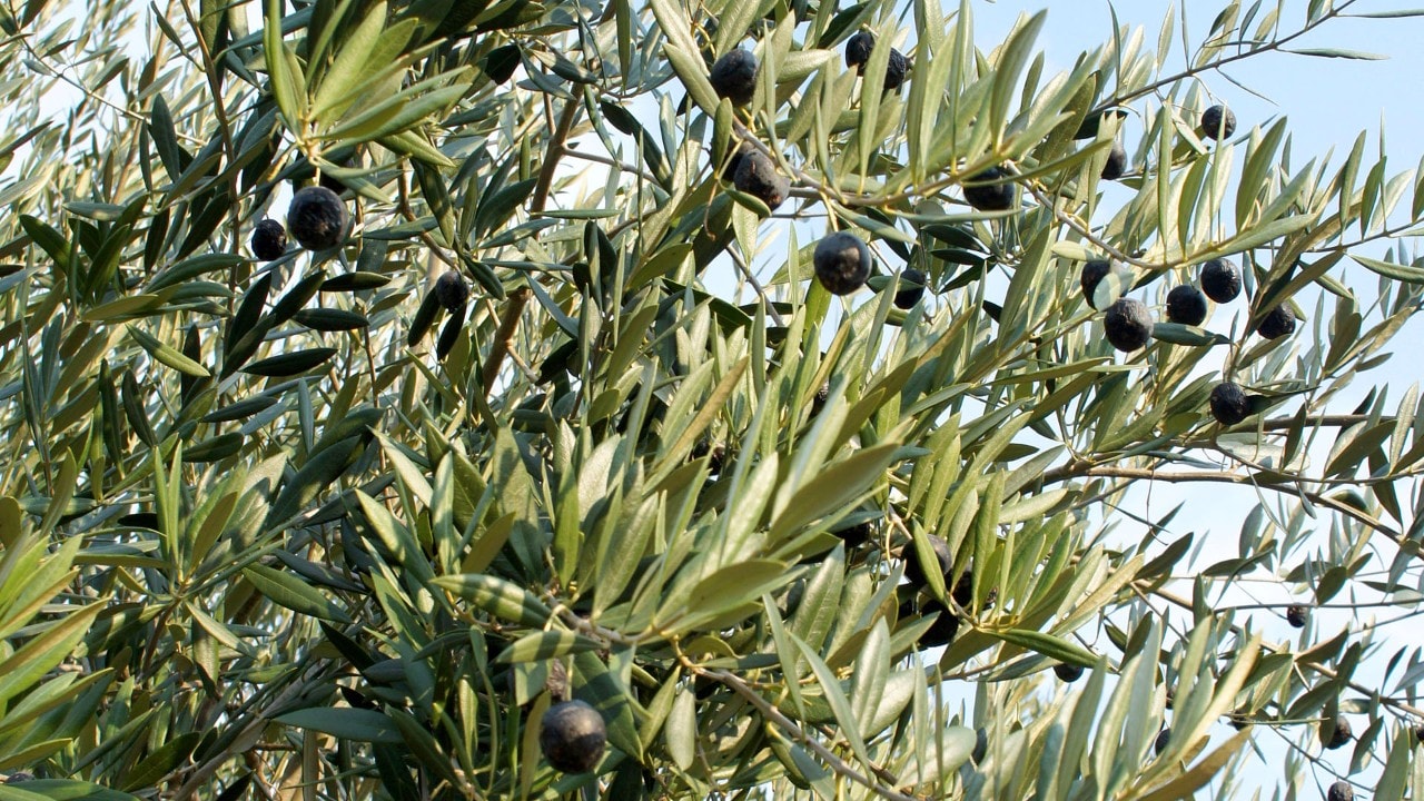 An olive tree at Napa Valley Olive Oil Manufacturing Company.