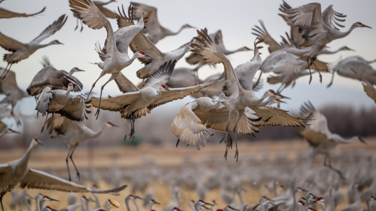 Finding Sandhill Cranes in Nebraska - Pursuits with Enterprise